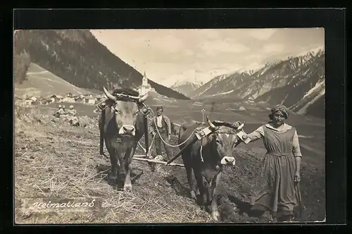 AK Bergbauernpaaar bei der Arbeit mit einem Ochsen-Gespann