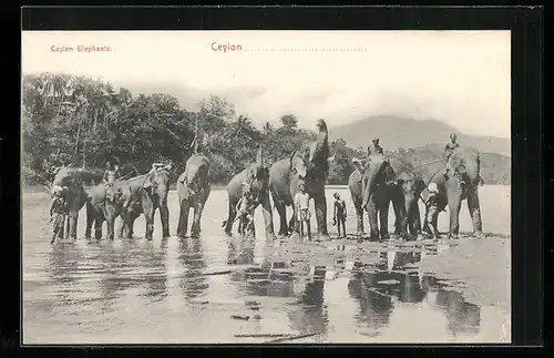 AK Ceylon, Arbeitselefanten mit Besitzern an der Wasserstelle