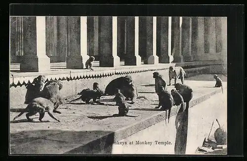 AK India, Monkeys at Monkey Temple