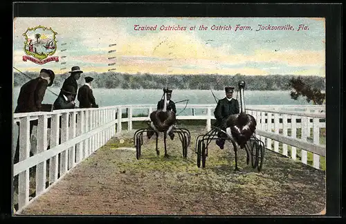 AK Jacksonville, Fla., Trained Ostriches at the Ostrich Farm