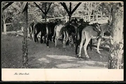AK Gesattelte Esel, von hinten gesehen