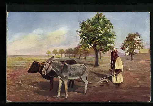 AK Bauer beim Pflügen mit Esel und Ochsengespann
