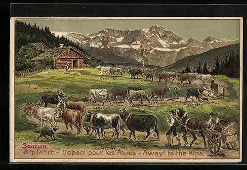 AK Sentum, Kühe bei der Alpfahrt