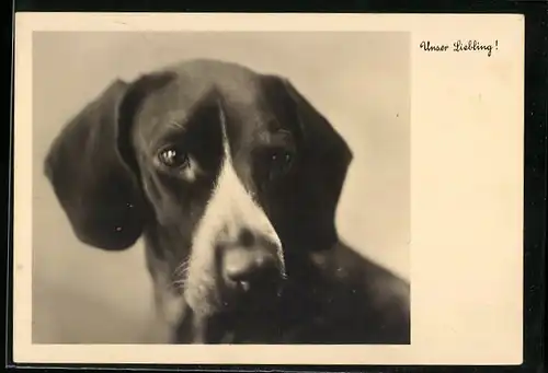 AK Unser Liebling, Jagdhund-Portrait