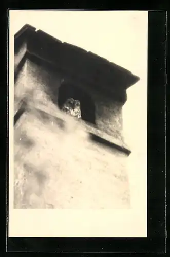 Foto-AK Eine Eule blickt aus der Schiessscharte eines Turmes