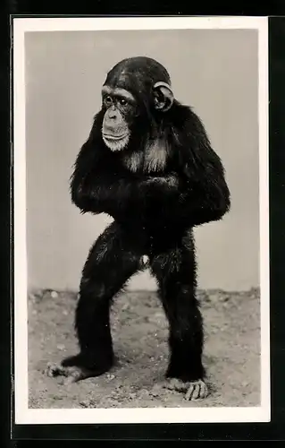 AK Ein Schimpanse steht auf zwei Beinen