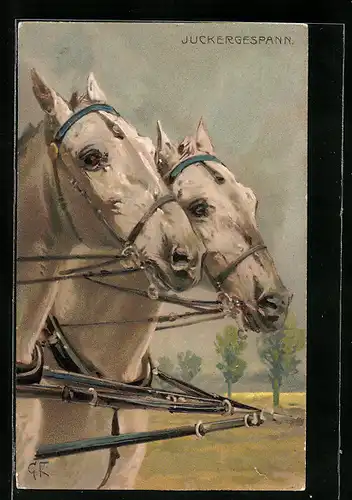 AK Pferdegespann, Schimmel