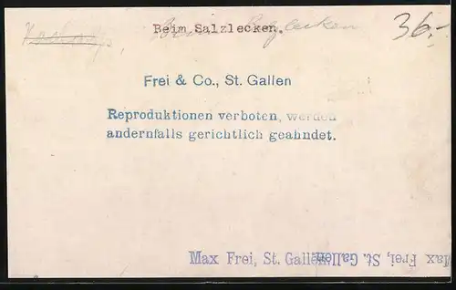 Fotografie Max Frei & Co., St. Gallen, Schweizer Almbauer mit Ziegen beim Salzlecken