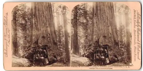 Stereo-Fotografie Strohmeyer & Wyman, New York, Ansicht Wawona, Giant Redwood Trees in Mariposa Grove