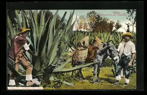 AK Mexico, Extraccion del Tlachique