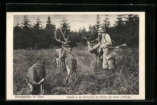 AK Georgshöhe /Harz, Hirsche in der Kolbenzeit mit Förster