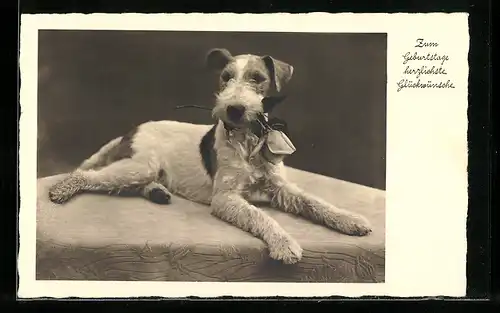 AK Foxterrier mit Rose in der Schnauze