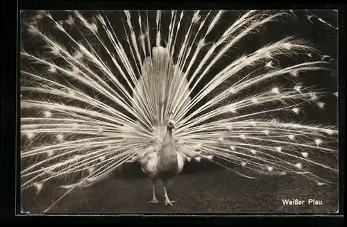 AK Weisser Pfau hat sein Rad aufgestellt