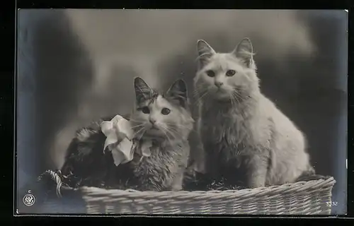 AK Zwei junge Katzen in einem Korb