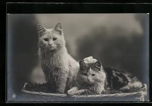 AK Zwei Katzenkinder in einem Korb