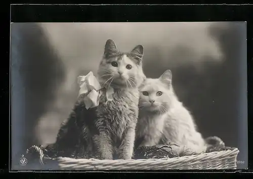 AK Zwei aneinander gelehnte junge Katzen