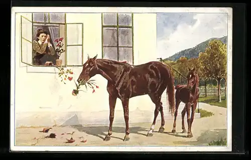 AK Pferd frisst Topfblumen einer entsetzten Dame