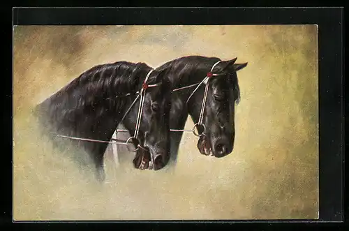 AK Rappen mit Zaumzeug