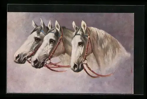 AK Drei weisse Reitpferde mit Halftern