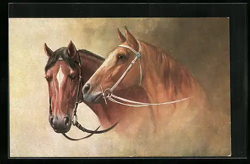 AK Zwei Reitpferde mit Halftern