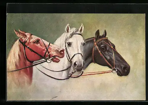 AK Drei Reitpferde mit unterschiedlichem Fell