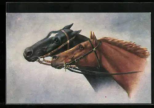 AK Zwei braune Pferde mit Halftern