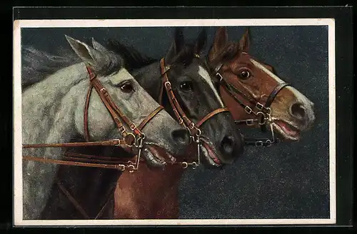 Künstler-AK Drei verschiedenfarbige Pferde mit Zaumzeug