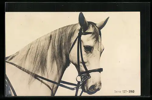 AK Reitpferd mit Halfter, Seitenportrait