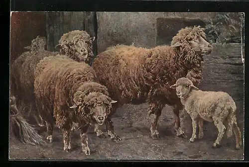 AK Eine Gruppe von Schafen mit Lamm