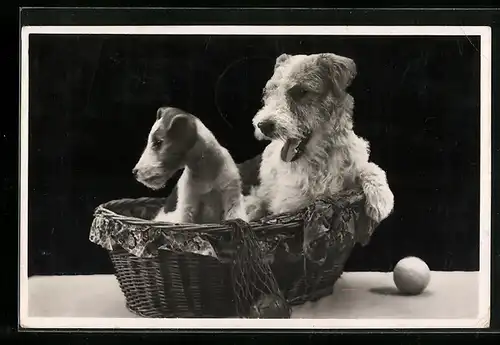 AK Zwei Terrier in einem Körbchen