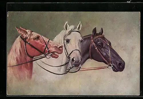AK Drei Reitpferde mit unterschiedlichem Fell