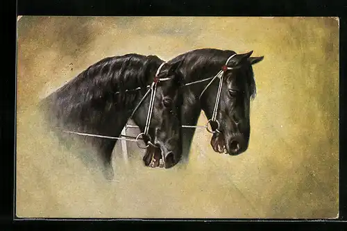 AK Zwei schwarze Rassepferde mit Zaumzeug