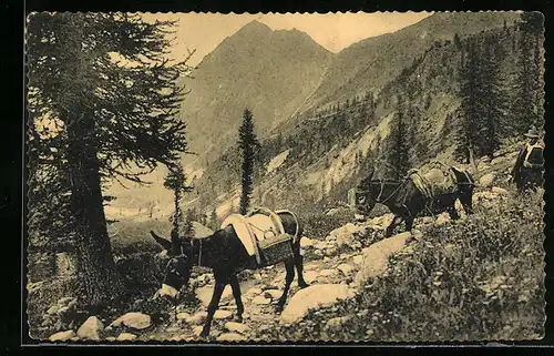 AK Maultiere im Gebirge transportieren Lasten