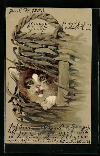 AK Katze steckt Kopf und Pfote aus einem Korb