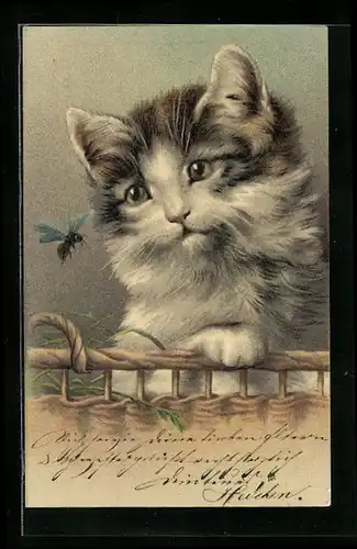 Lithographie Kätzchen beäugt eine Biene