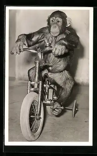 AK Köln, Affe Petermann auf einem Fahrrad im Zoo