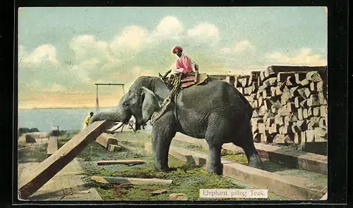 AK Arbeitselefant beim Transport von Teakholz