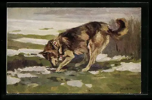 AK Sanitätshund bei der Suche nach einem Verwundeten