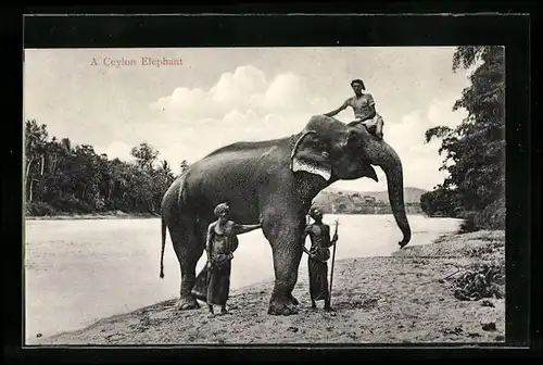 AK Ceylon, A Ceylon Elephant