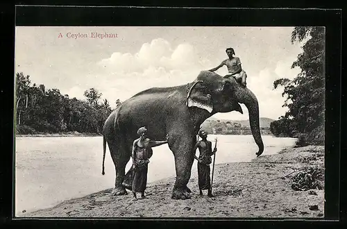 AK Ceylon, Elefant mit Führer auf dem Rüssel an einem Fluss
