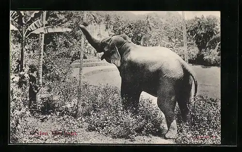 AK Ceylon, Trompetender Elefant in einer Parkanlage