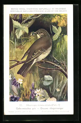 Künstler-AK Hubert Dupond: Grauwe vliegenvanger, Muscicapa striata striata