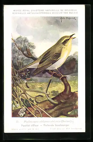Künstler-AK Hubert Dupond: Pouillot siffleur, Fluitende Boschzanger, Vogel, Phylloscopus sibilatrix (Bechstein)