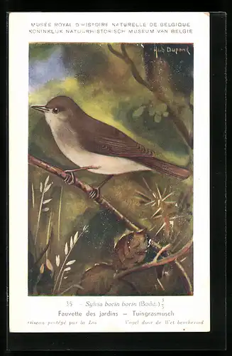 Künstler-AK Hubert Dupond: Fauvette des jardins, Tuingrasmusch, Vogel