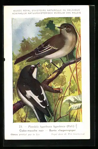 AK Trauerschnäpper sitzt auf einem Zweig