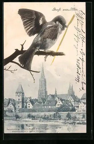 AK Ulm, Ortspartie mit Kirche & Vogel auf Zweig