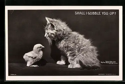AK Junge Katze mit einem Küken