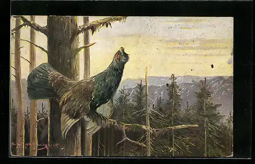 AK Rufender Auerhahn auf einem kahlen Baum