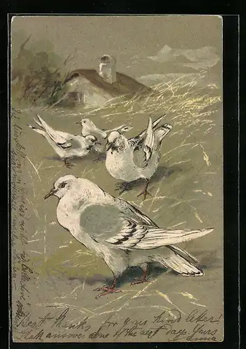 AK Weisse Tauben auf einer Wiese