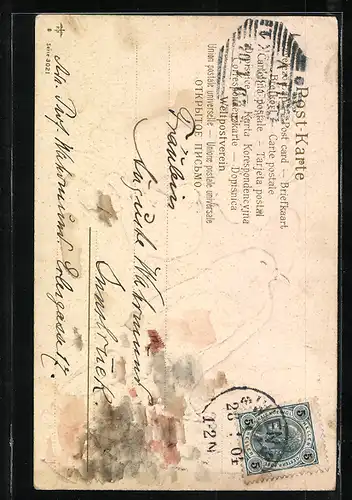 AK Weisse Tauben auf einer Wiese